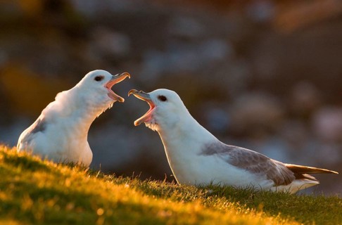 Northern Fulmar