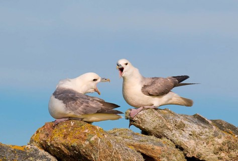 Northern Fulmar