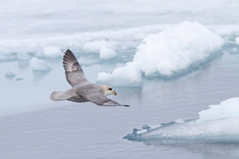 Northern Fulmar