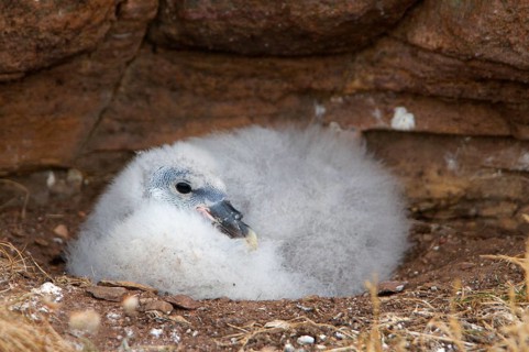 Northern fulmar