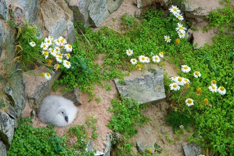 Northern fulmar