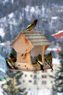 Evening Grosbeak