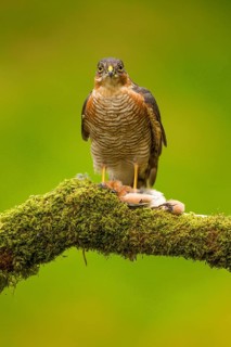 Eurasian sparrowhawk