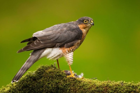 Eurasian sparrowhawk