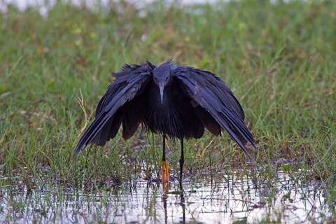 Black black heron