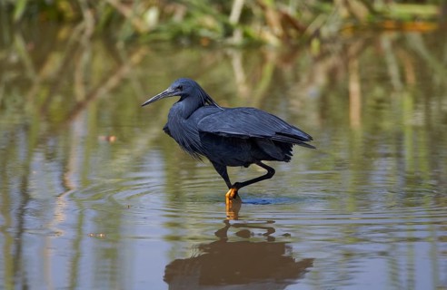 Black black heron