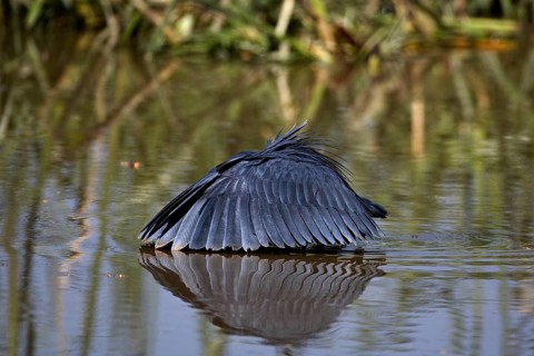Black black heron