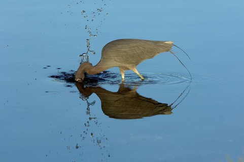Little blue heron