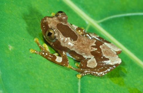African tree frog