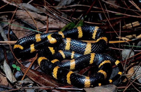Wolf tooth snake
