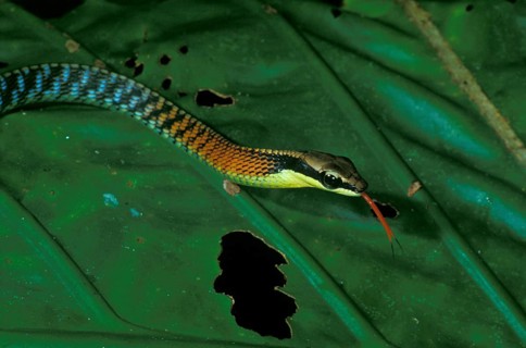 Bronzeback snake