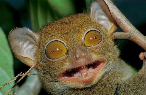 Western Tarsier