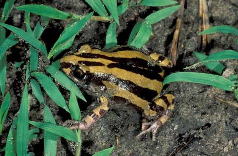 Striped frog