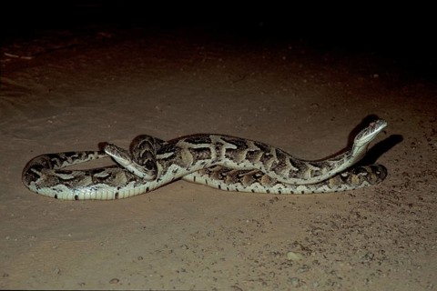 Puff adder pairing