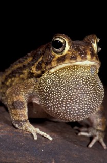 African panther toad