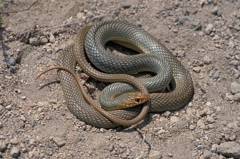 Big whip snake