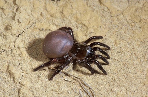 Trap door spider