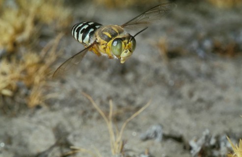 Australian gyro wasp