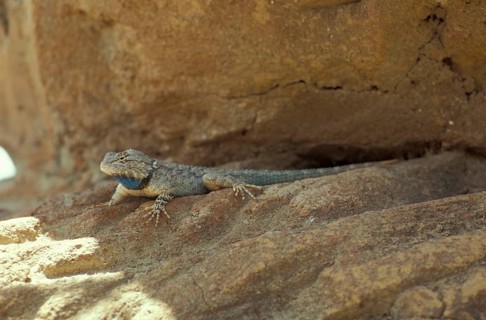 Desert Tachelle Guan