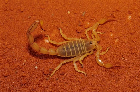 Mediterranean Scorpion