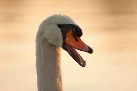 Mute Swan