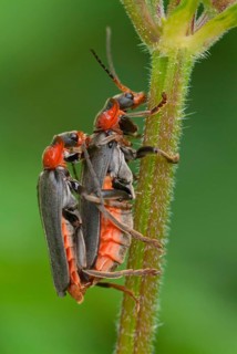Common soft-shell beetle