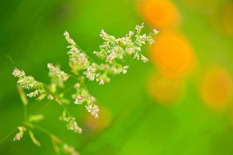 Meadow bluegrass