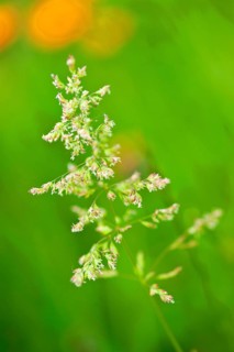 Meadow bluegrass