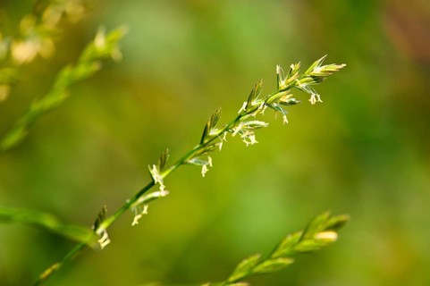 Couch grass