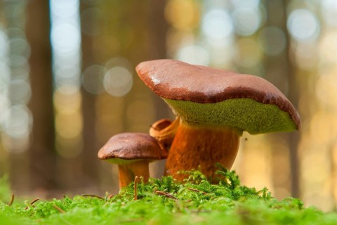 Chestnut boletus