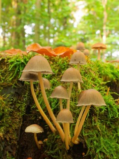 Crumb bonnet