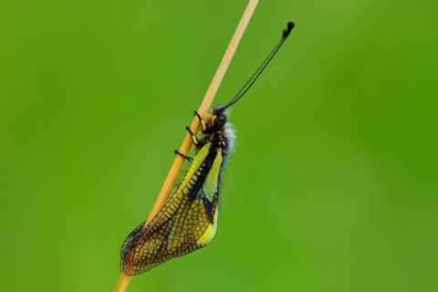 Dragonfly Butterflyhaft