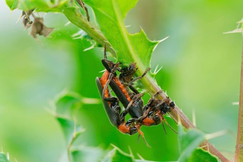 Common soft-shell beetle