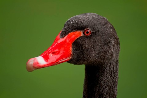 Mourning Swan