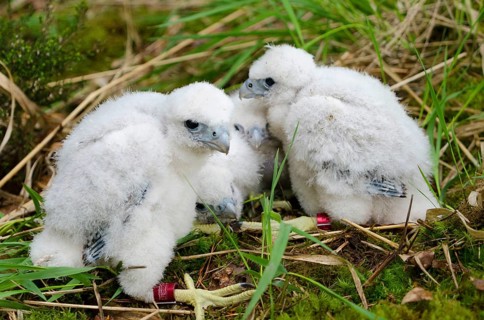 Peregrine