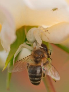 Crab Spider with Bee