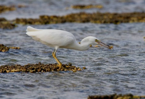 Eastern Reef Egret