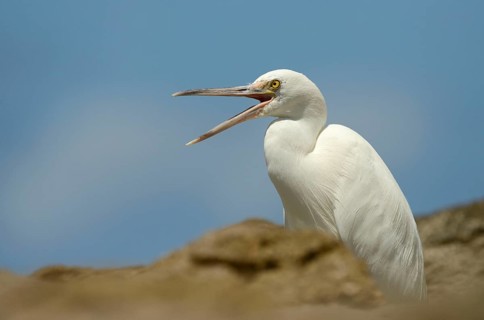 Eastern pacific reef heron