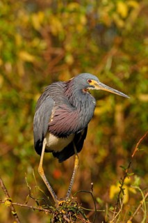 Tricolored heron