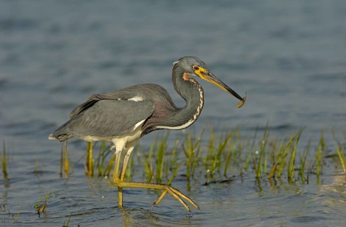 Tricolored heron