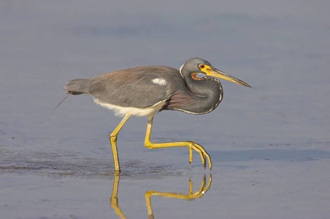 Tricolored heron