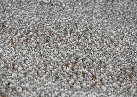 Knot