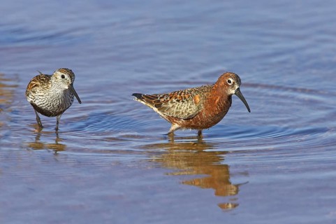Dunlin