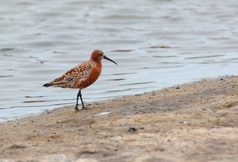 Curlew Sandpiper