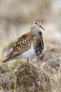 Pectoral sandpiper
