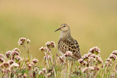 Pectoral sandpiper
