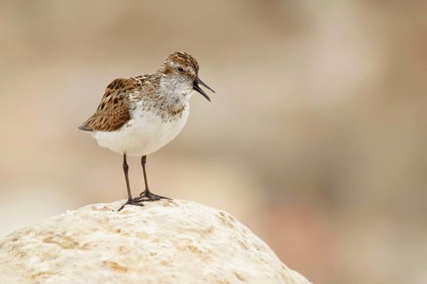 Semi-palmated sandpiper