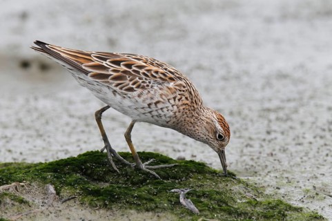 Sharp-tailed sandpiper