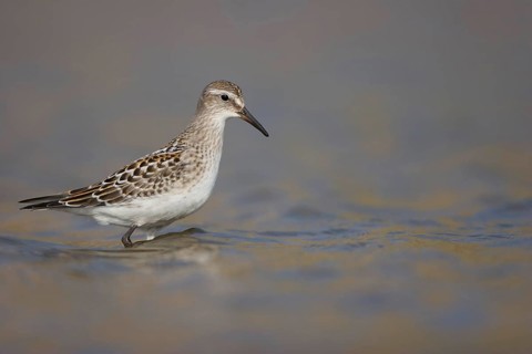 White-rumped Sandpiper