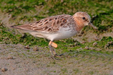 Red-necked stint